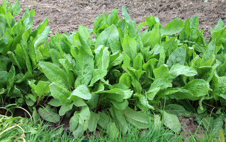 Sorrel grows in open organic soil in the garden
