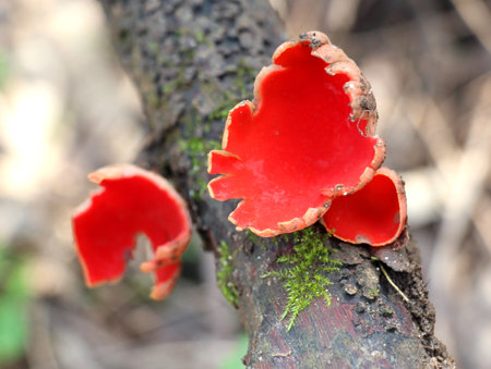 The first spring mushroom, Sarcoscypha, grows in the wildの写真素材