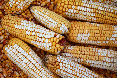 The grain of the corn cobs is affected, which is caused by the uneven supply of water to the plant...