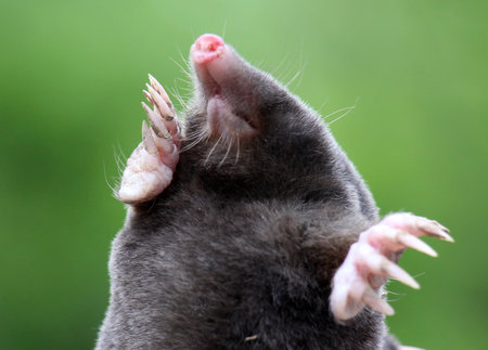 Body part of a wild mole animal (Talpa europaea)の写真素材