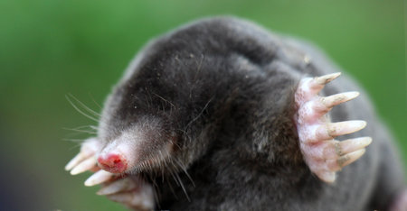 Body part of a wild mole animal (Talpa europaea)の写真素材