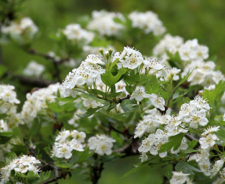 In spring, a hawthorn (Crataegus) bush blooms in natureの写真素材