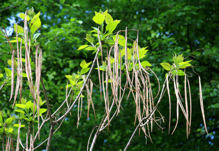Spring catalpa tree with leaves and podsの写真素材