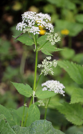 Aegopodium podagraria grows as a weed in the wildの写真素材
