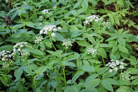 Aegopodium podagraria grows as a weed in the wild