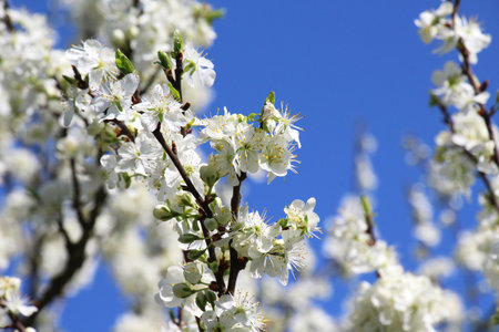 Plum blossoms in the orchard in spring