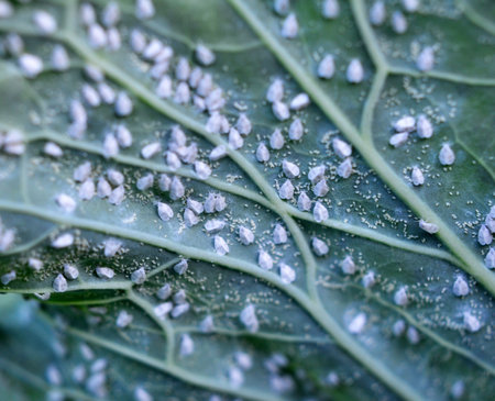 Very harmful butterfly whitefly (Aleyrodes proletella) on the plantの写真素材