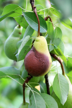 Pear fruits are infected with the fungus Monilinia fructigenaの写真素材