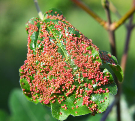 Aceria myriadeum is a species of mites in the family Eriophyidae and genus Aceria on the leaves of the field maple (Acer campestre). It is responsible for the formation of galls on the leaves.の写真素材