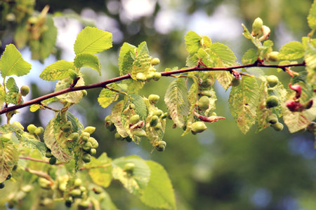 The aphid tetraneura ulmi parasitizes the leaves of the elm tree