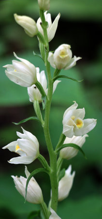 Cephalanthera damasonium is a rare spring perennial plant that is listed in the Red Book of many countries.の写真素材