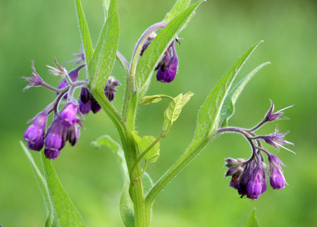 In the meadow, among wild herbs the comfrey (Symphytum officinale) is bloomingの写真素材