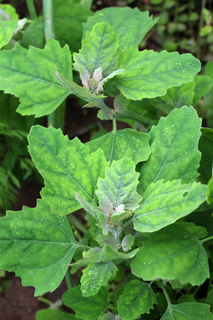 White goosefoot (Chenopodium album) grows in wild nature