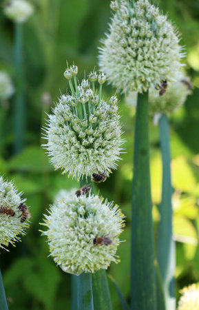 Onion heads, which are grown from seeds, are bloomingの写真素材