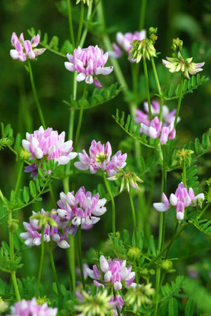 In nature, Securigera varia grows in wild grasses
