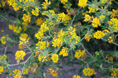 Alfalfa sickle (Medicago falcata) blooms in natureの写真素材