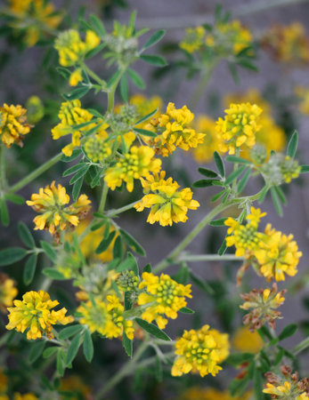 Alfalfa sickle (Medicago falcata) blooms in natureの写真素材