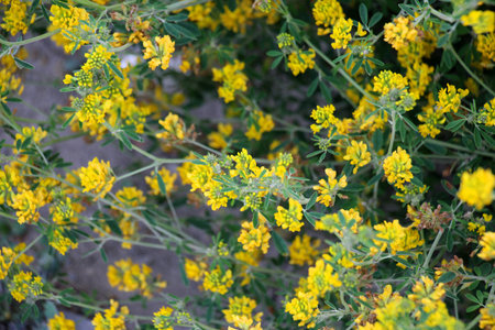 Alfalfa sickle (Medicago falcata) blooms in natureの写真素材