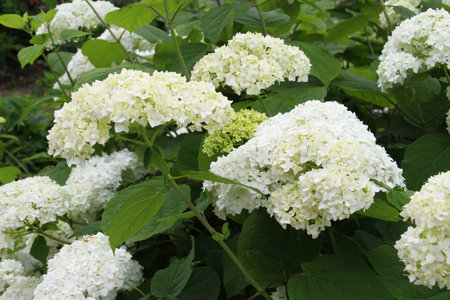 Tree hydrangea is blooming in the garden