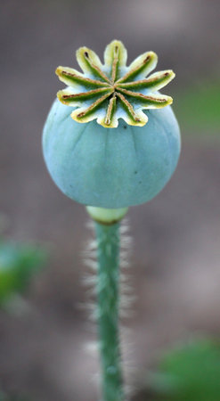 Poppy with green heads grows in the garden.の写真素材