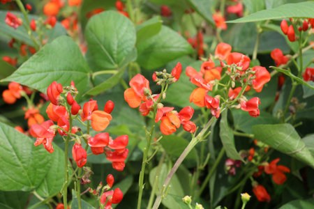 Common bean (Phaseolus vulgaris) blooms in open ground in the garden