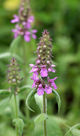 Stachys palustris grows among grasses in the wild