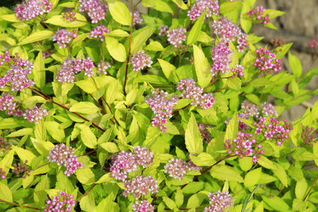 A decorative Japanese spirea (Spiraea japonica) bush is blooming in the garden