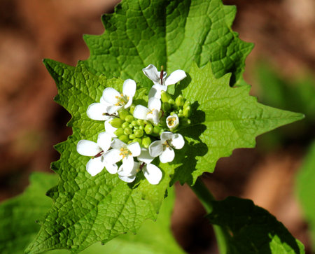 In the wild grows a biennial herb horse garlic (Alliaria petiolata)