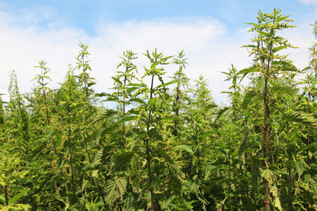 Stinging nettle (urtica dioica) blooms in the wild