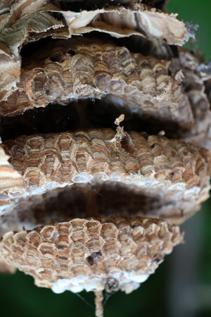 In the wild, a hornet colony nest with honeycombsの写真素材