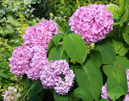 Pink hydrangea macrophylla blooms in the garden in summer