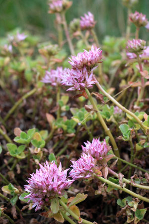 False stonecrop (Phedimus spurius) growing in the wildの写真素材