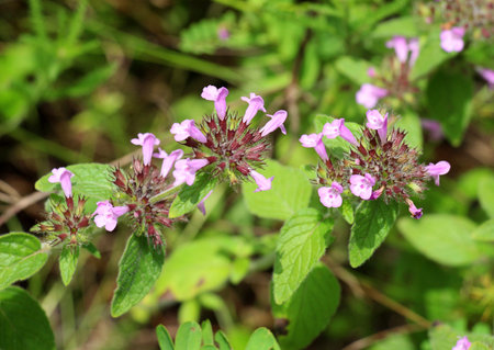 Clinopodium vulgare blooms in the wild in summer