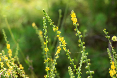 Summer in the wild among wild grasses is blooming agrimonia eupatoria