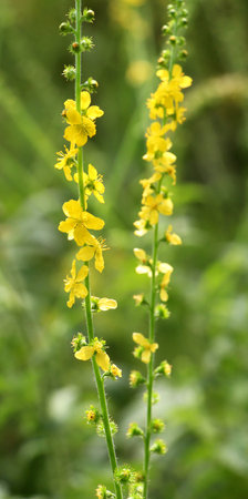 Summer in the wild among wild grasses is blooming agrimonia eupatoria