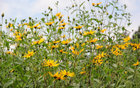 Jerusalem artichoke (Helianthus tuberosus) blooming in open ground in the garden