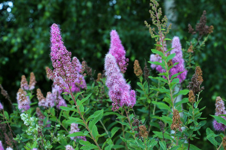 The ornamental bush Spiraea salicifolia is blooming in the garden
