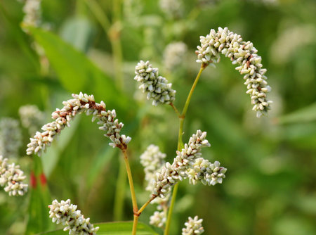 Weed Persicaria lapathifolia grows in a field among agricultural crops.