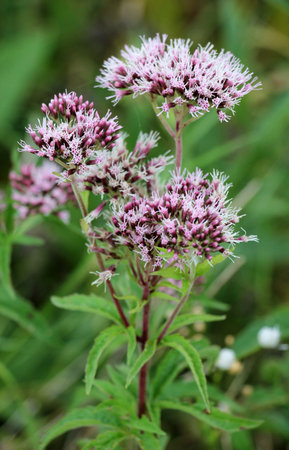 It blooms in the wild hemp agrimony (Eupatorium cannabinum)