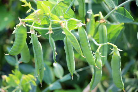 Green pea pods are ripening on bushes in the fieldの写真素材