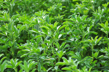 In the spring farm field young alfalfa growsの写真素材