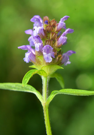 Prunella vulgaris grows wild among grasses in summerの写真素材