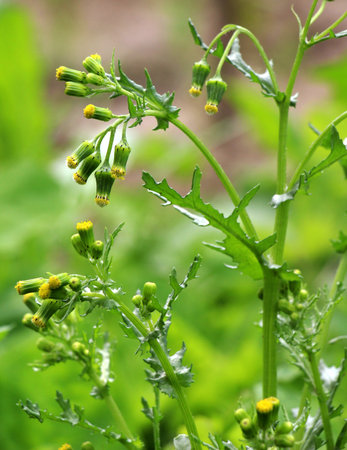 In nature, Senecio vulgaris grows as a weed