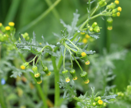 In nature, Senecio vulgaris grows as a weedの写真素材