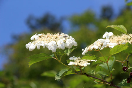 In the spring, common viburnum (Viburnum opulus) blooms in the gardenの写真素材