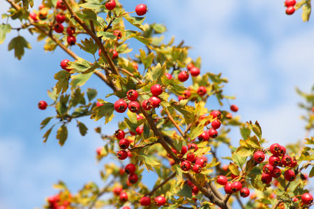 Branch with mature red fruits of hawthorn (crataegus)