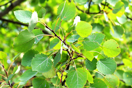Aspen (Populus tremula) trees with young leaves grow in nature