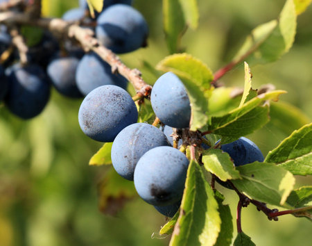 On the branch bush mature dark blue berries blackthorn.の写真素材