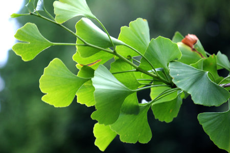 Ginkgo biloba tree with branches and leavesの写真素材