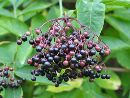Bunch of elderberries with ripe black berries